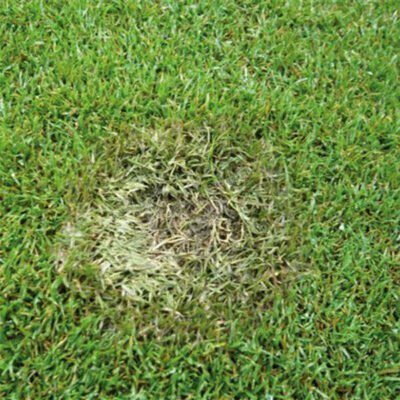 Dr. Botani | voetrot