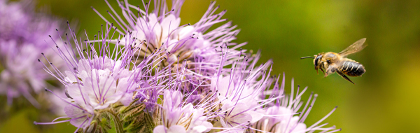 Dr. Botani | biodiversiteit