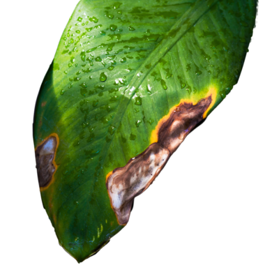 Blad met bruin rand, Dr. Botani thuis in de natuur