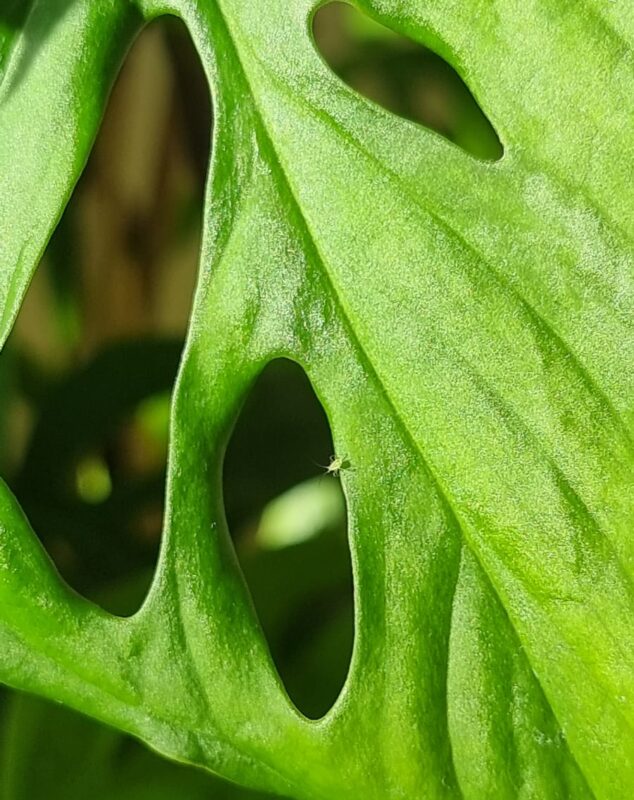 Schimmel op plant Dr. Botani
