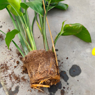 kamerplanten verpotten | Dr. Botani