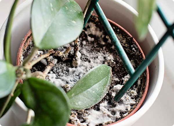 kamerplant met schimmel op potgrond | Dr. Botani