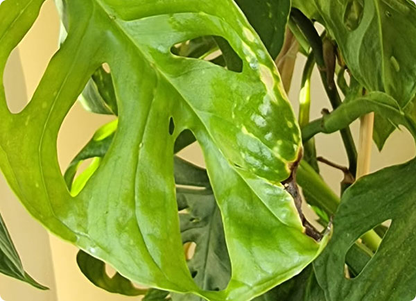 Schade door bladluis in je kamerplant | Dr. Botani