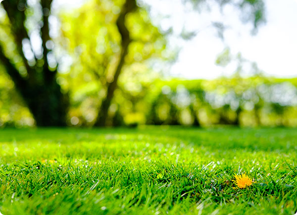 Gras onderhoud | Dr. Botani