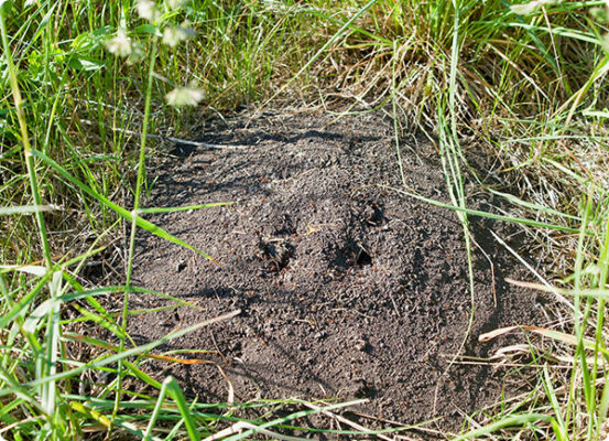 Mierenhoop in gazon, mieren bestrijden met aaltjes | Dr. Botani