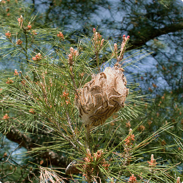 Nest van dennenprocessierups herkennen | Dr. Botani