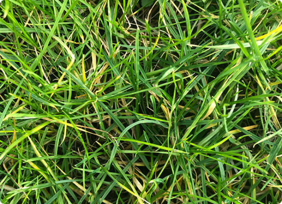 Gazon met voedingstekort, alles over gras voeding bij | Dr. Botani