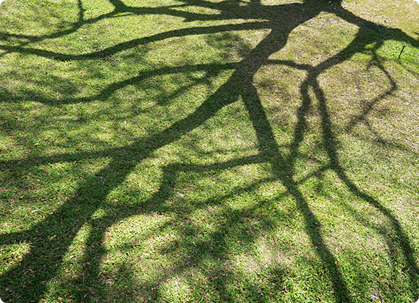 gele en kale plekken in gazon door schaduw | Dr. Botani