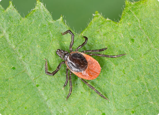 Teken in je tuin herkennen | Dr. Botani