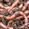 Regenwormen kopen voor verbetering bodemstructuur | Dr. Botani