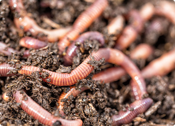 Regenwormen kopen voor verbetering bodemstructuur | Dr. Botani