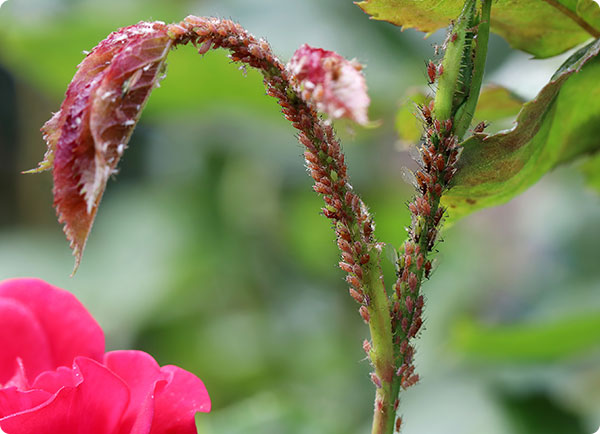 Bladluis op roos, stengel en bloemknop | Dr. Botani