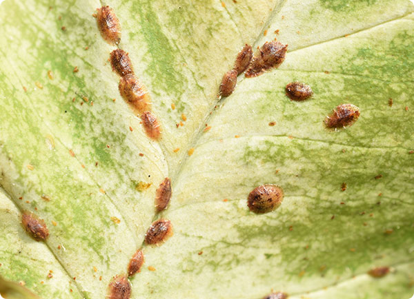 Schildluis herkennen en bestrijden | Dr. Botani