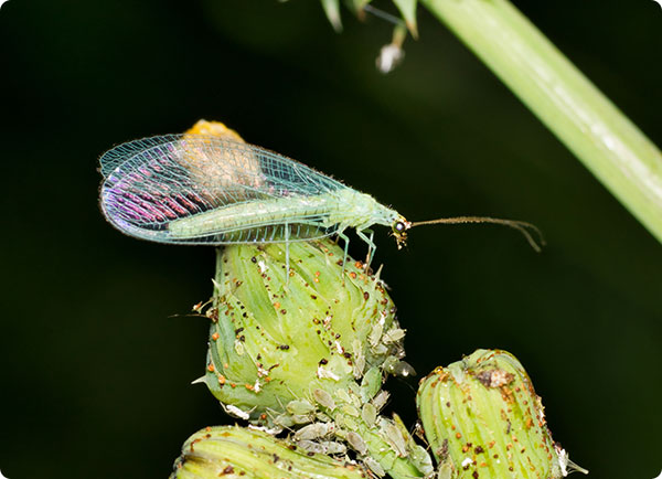 Gaasvlieg eet bladluis op bloemknop | Dr. Botani