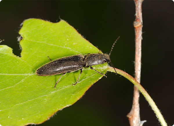 De kniptor herkennen zodat je de larven, ritnaalden / koperworm snel kan bestrijden | Dr. Botani