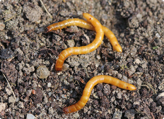 Ritnaalden bestrijden, effectief en biologisch | Dr. Botani