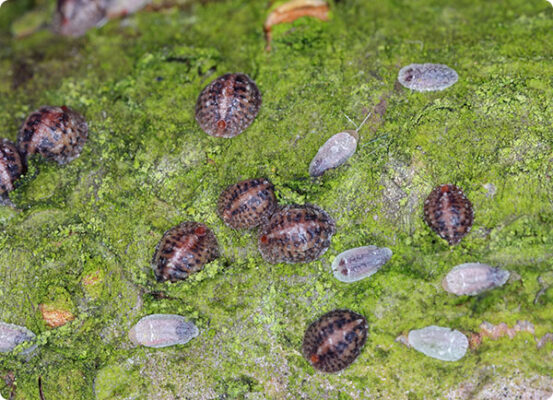 Dopluis bestrijden en herkennen | Dr. Botani