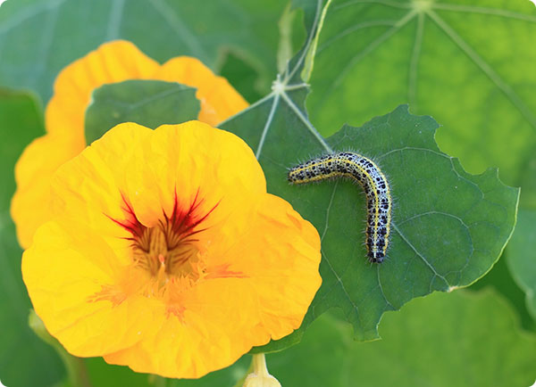 Rupsen biologische bestrijden | Dr. Botani