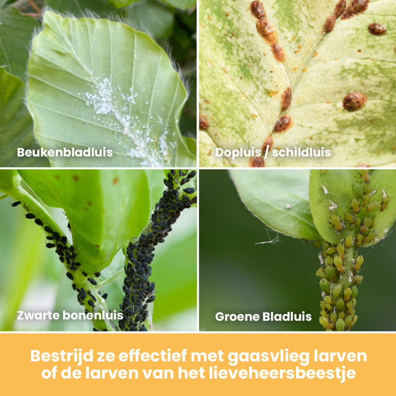 Het verschil tussen bladluis, bladluizen herkennen | Dr. Botani