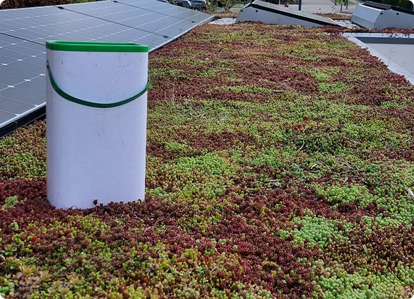 Mos op je sedumdak? Sedum mest gaat mosvorming tegen | Dr. Botani