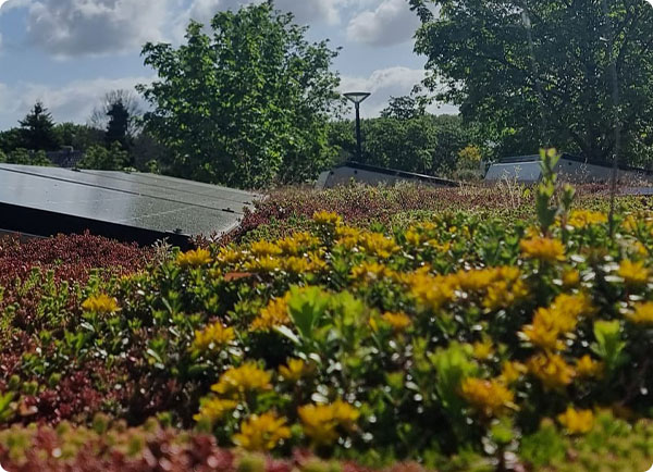 Onderhoud van je groendak doe je met sedummest. Voor een groen en bloeiend sedumdak | Dr. Botani