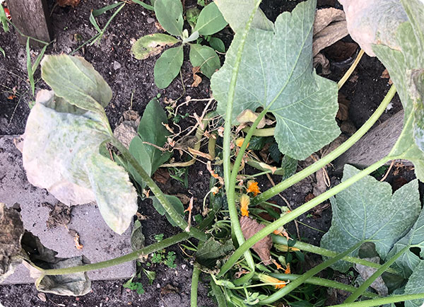 Bruine bladeren door schimmel courgette plant | Dr. Botani