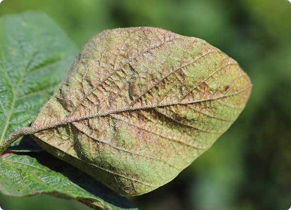 Bruine bladeren in aubergine door spint | Dr. Botani