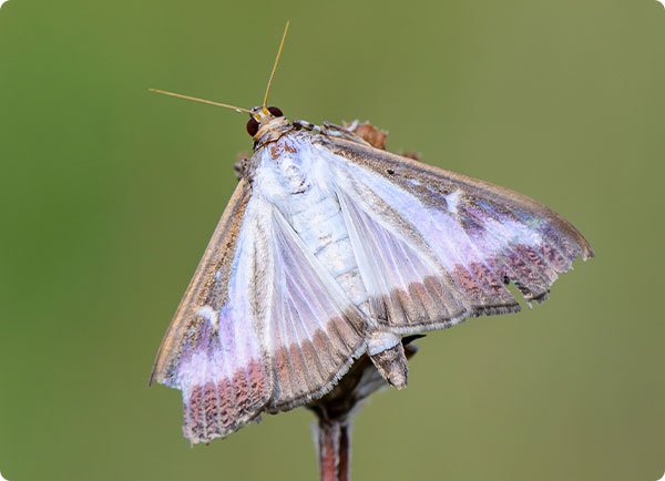 Buxusmot vangen met een feromoonval | Dr. Botani