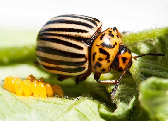 eitjes van een coloradokever op een aardappelplant | Dr. Botani