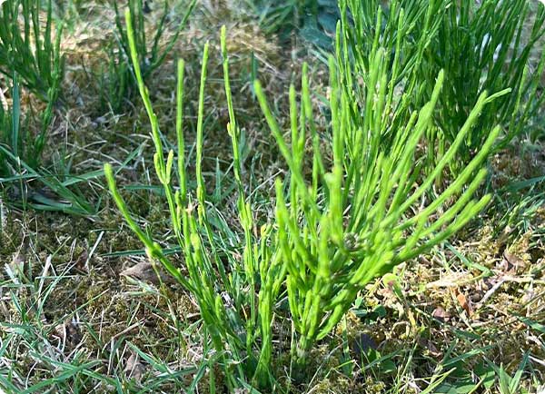 Heermoes in je tuin wegkrijgen | Dr. Botani