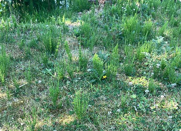 Kattenstaart in je gras | Dr. Botani