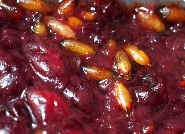 De larven van de Aziatische fruitvlieg brengen veel schade aan vruchten | Dr. Botani