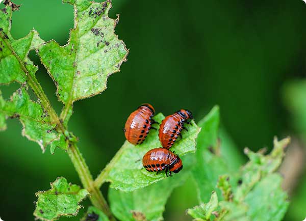 Larven coloradokever op aardappelplant | Dr. Botani