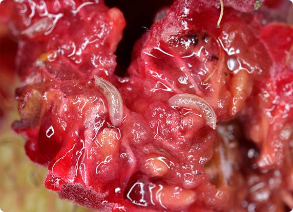 larven van fruitvlieg in fruit | Dr. Botani