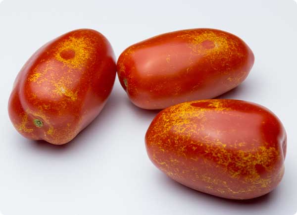 schade trips, kleine beestjes, op tomatenplant | Dr. Botani