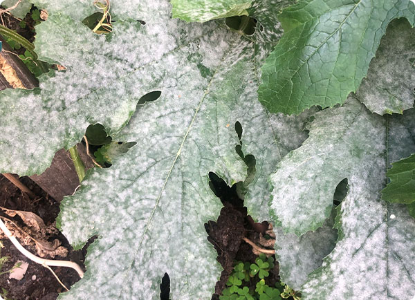 Meeldauw, witte schimmel op plant in moestuin | Dr. Botani