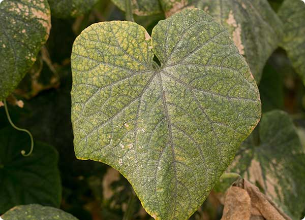 Geel witte bladeren in komkommer door spint | Dr. Botani