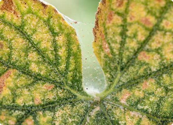 Gele en bruine bladeren in komkommer met web door spint | Dr. Botani