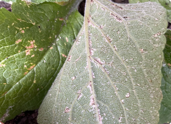 Valse meeldauw, gele plekjes bovenzijde blad | Dr. Botani