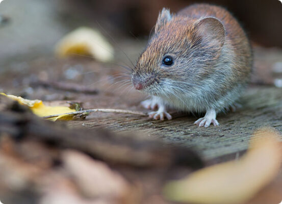 muizen in moestuin bestrijden | Dr. Botani