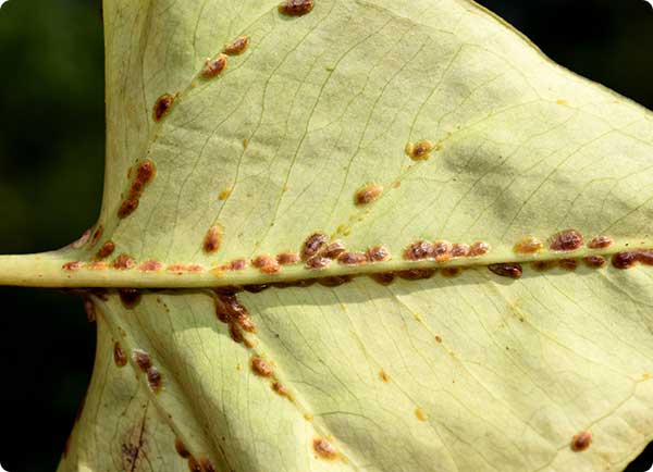 Schildluis herkennen | Dr. Botani