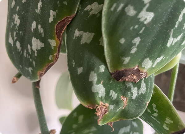 Bruine puntjes aan bladeren, de oorzaken uitgelegd | Dr. Botani