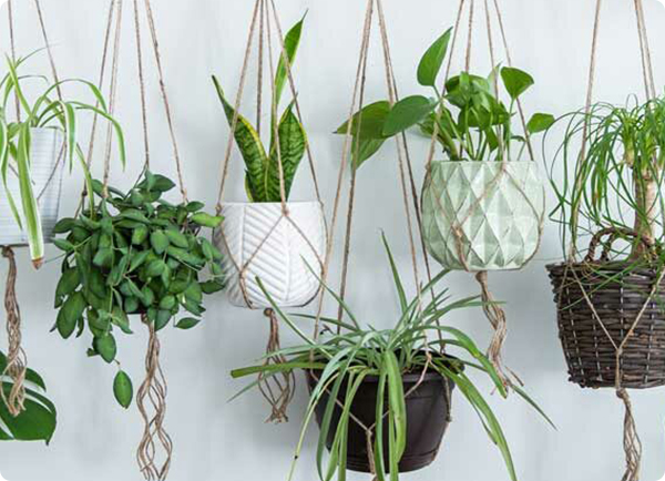 Kamerplant verzorgen | Dr. Botani