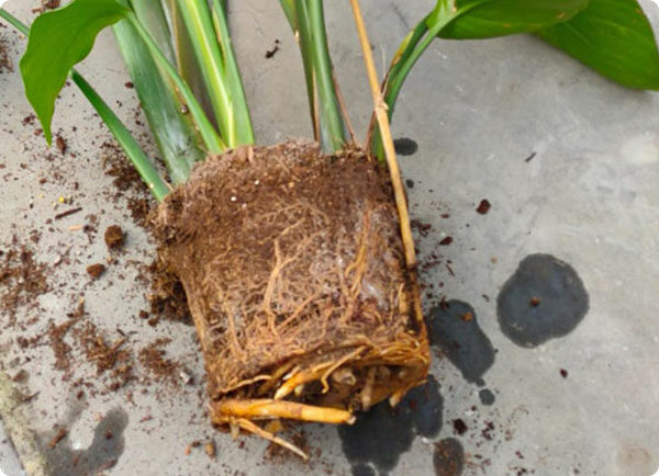 Kamerplant verzorgen: verpotten | Dr. Botani