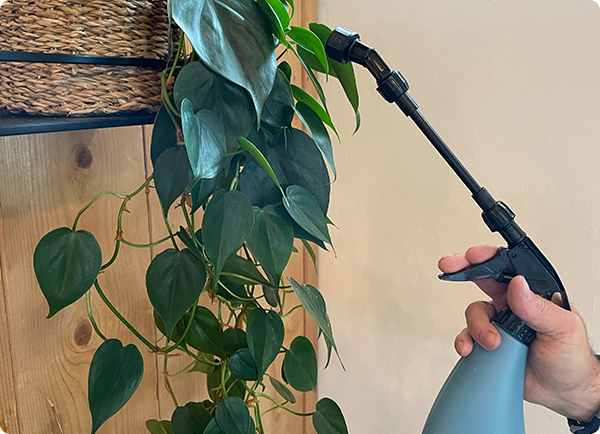 Bladeren plant krullen, luchtvochtigheid laag | Dr. Botani