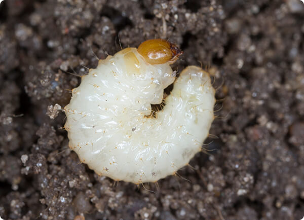 Een larve van een taxuskever lijkt op een engerling maar heeft geen pootjes | Dr. Botani
