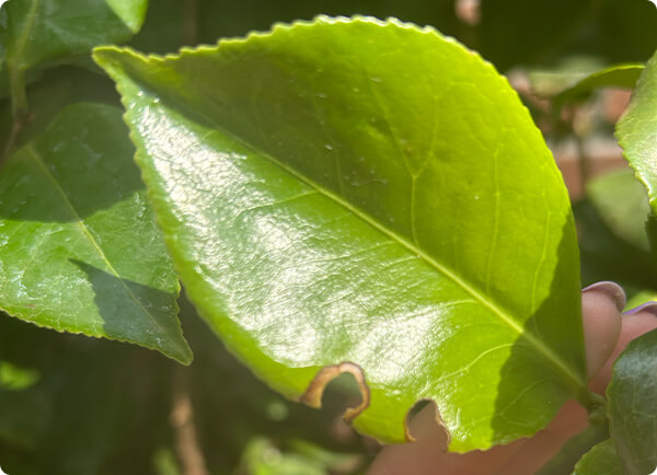 Schade aan blad door taxuskever. Bestrijd deze kever biologisch | Dr. Botani