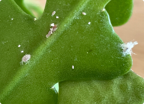 Wolluis in je kamerplant herkennen | Dr. Botani