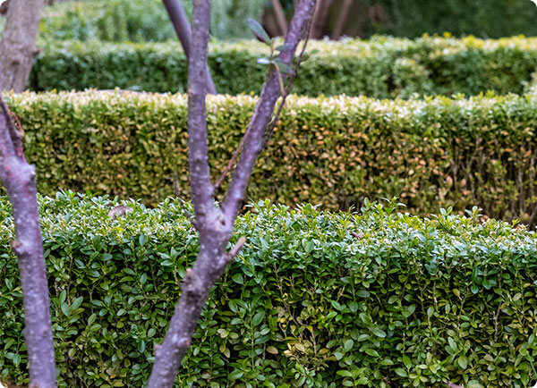 Buxus schimmel, buxus met gele bladeren