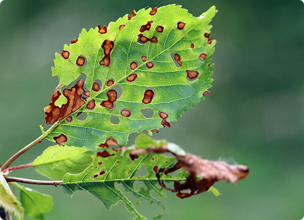 Hagelschotziekte behandelen in je laurier, portugese laurier of fruitboom | Dr. Botani